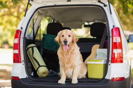 Cómo viajar en coche de manera segura con animales