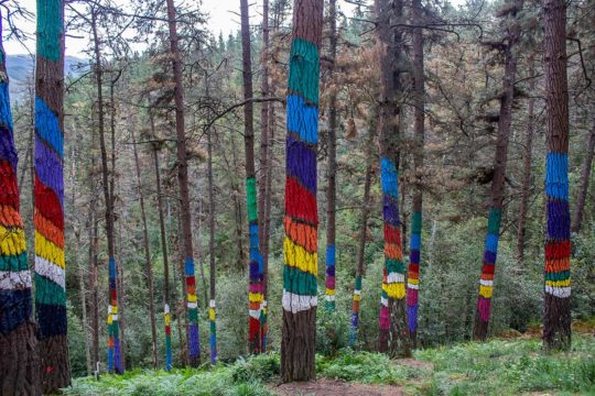 Descubre en coche el Bosque de Oma