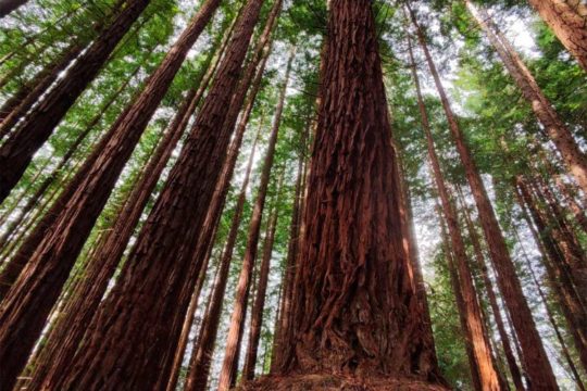 Viaje a Bosques de Secuoyas