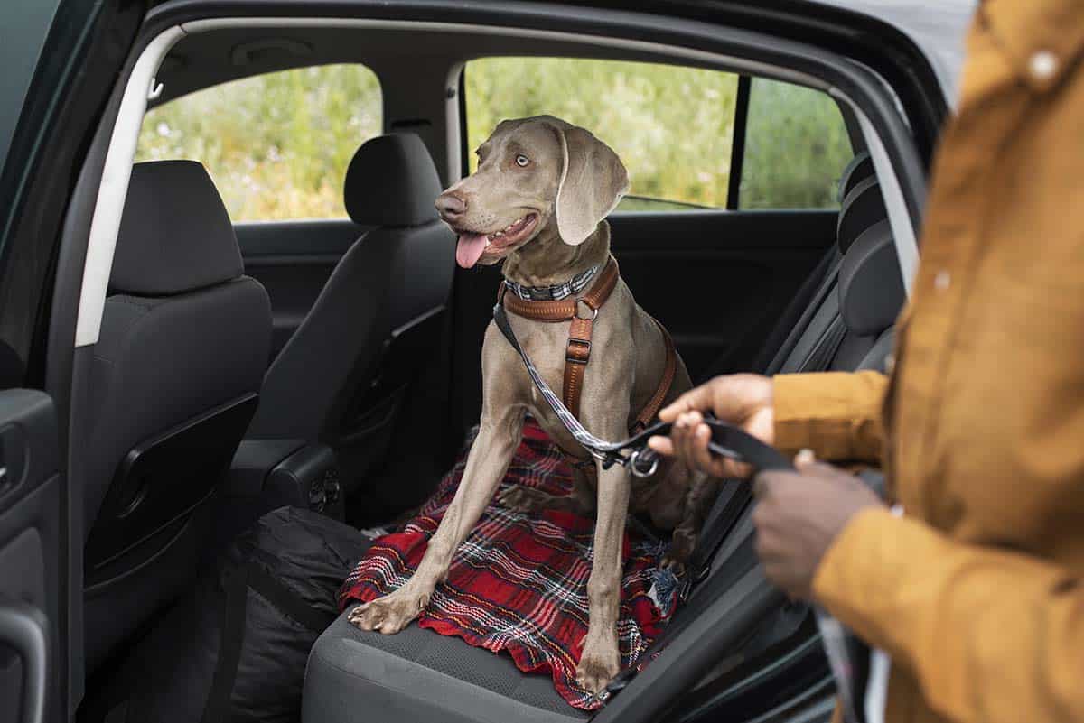seguro dejar perro coche invierno ¿Es seguro dejar a tu perro en el coche en invierno?